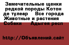 Замечательные щенки редкой породы Котон де тулеар  - Все города Животные и растения » Собаки   . Адыгея респ.